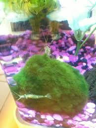 Ghost Shrimp On A Marimo Moss Ball In 5 Gallon Tank With Veiltail Male Betta Freshwater Aquarium Fish Betta Fish Aquarium Fish