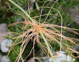 Image result for Cuscuta kilimanjari