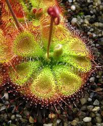I show my oldest drosera burmannii plant, one of my favorite sundews, and explain how i care for it. Growing Drosera Burmannii And D Sessilifolia Icps