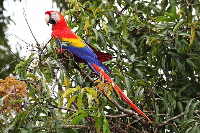 Mga resulta ng larawan para sa Scarlet Macaw"