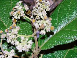 Image result for Dichapetalum