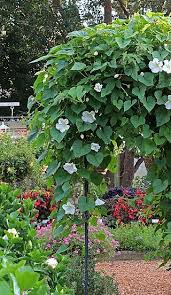 Read customer reviews & find best sellers. How To Grow Moonflowers Garden Vines Moonflower Vine Cottage Garden Plants
