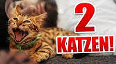 The melody musically structures the text in the way of bar form. Backe Backe Kuchen Katzen Supergeil Youtube