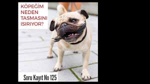 Kopegim Tasmayi Isiriyor Davranis Yonetimi Kopek Genel Kultur Yuruyus Yonetimi Youtube
