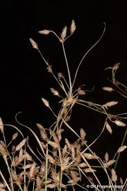 Image result for Fimbristylis bisumbellata