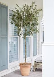 Arbequina Olive Tree Arbequina Olive Tree Olive Trees For Sale Olive Trees Garden