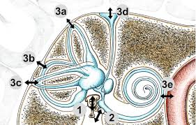 Image result for Warneckea sp.