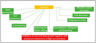 Molecules Free Full Text Role Of Plant Growth Promoting Rhizobacteria In Agricultural Sustainability A Review Html