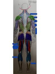 Attached to the bones creatine phosphate donates its phosphate group to adp to turn it back into atp in order to. Chapter 6 Muscular System Labeling Back Diagram Quizlet