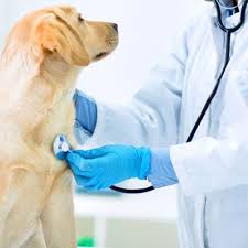 She would come to our home and help stanley pass on. Vet Plus Center Sharjah Uae