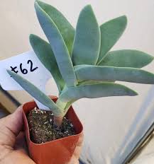 Image result for Crassula perfoliata