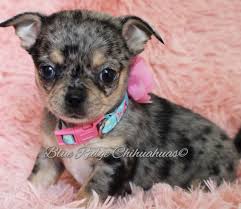 It is believed that they originated from mexico during the times of the aztecs. Chihuahuas For Sale Near Me