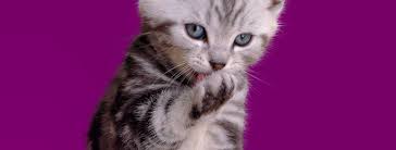 It is the easiest and least expensive technique a pet not every cat should get its teeth brushed. Kitten Health Care Tips And Tricks Whiskas