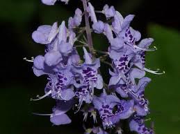 Image result for Plectranthus chimanimanensis