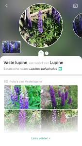 What are purple flowers called. I Ve Always Been Wondering What Those Beautiful Purple Flowers Are Called Around Big Valley They Just Don T Look Like Lavender At All So Today I Tried This Plant App Who Identifies Plants