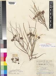 Image result for Stathmostelma gigantiflorum