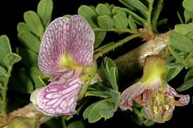 Image result for Ormocarpum