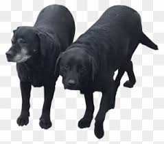 We did not find results for: Labrador Dog Clipart Transparent Png Clipart Images Free Download Clipartmax
