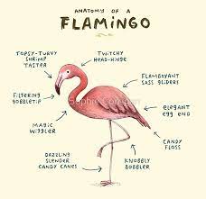 Anatomy Of A Flamingo Sticker By Sophie Corrigan Flamingos Quote Flamingo Flamingo Facts