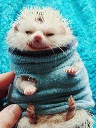 Not Amused Hedgehog Cute Animals Cute Baby Animals Baby Animals