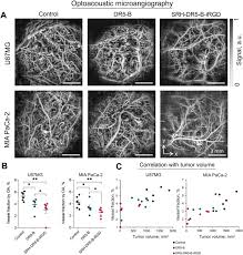 Image result for Warneckea sp.