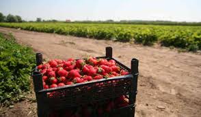 Adriana sîrghie, purtătorul de cuvânt al ajofm iaşi: Circa 900 De Locuri De MuncÄ La Cules De Fructe Disponibile La O FirmÄ Din Spania Ce CondiÈii Èi Salariu OferÄ