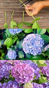 Propagate Hydrangea Cuttings 99 Success Rate In 2020 Planting Hydrangeas Growing Hydrangeas Propagating Hydrangeas