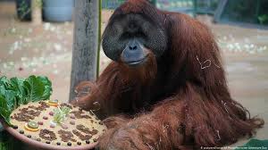 The scarcity of food means orangutans spend up to 60% of their day orangutans are the slowest breeding of all primates. German Zoo S Last Orangutan Leaves For New Orleans News Dw 13 09 2018