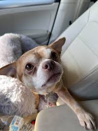 (2 days ago) learn more about second chance pet adoption league in oak ridge, new jersey, and search the available pets they have up for. Chihuahua Made Famous With Brutally Honest Facebook Post Adopted
