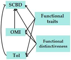 Image result for Hymenodictyon austro-africanum