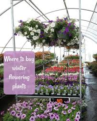 Garden plot plan, perennial plant list, and garden this perennial flower garden design will provide many years of enjoyment and, since perennials come back i'd love to see a garden plan for wet in winter/dry in summer. Winter Flowering Plants For Cold Weather Color The Gardening Cook