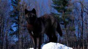 This version supports multiple aspect ratio settings and should function across all resolutions. Black Wolf Hd Desktop Wallpaper Widescreen High Definition Fullscreen