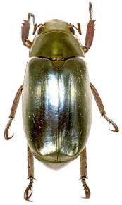 C Strasseni D Jpg 257 432 Scarab Beetle Scarab Insects