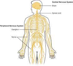 Difference Between Endocrine And Nervous System Definition Characteristics Function