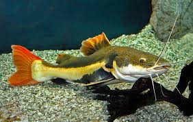 Le guide des poissons d'eau douce. Ce Qu Il Faut Savoir 10 Poissons De Grande Taille A Eviter Fluval Canada