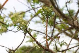 Image result for Lannea humilis