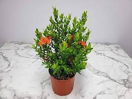 Image result for Ixora laurentii
