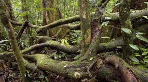Rainforest Forest Floor For Primary Kids