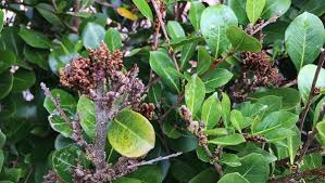 Image result for Sphaeropsis tumefaciens oleander symptoms