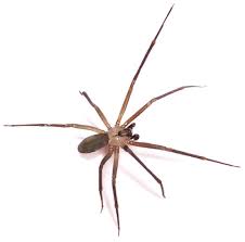 Learn about natural remedies to get rid of spiders at home and in the yard. Tips On How To Get Rid Of Spiders Spider Docktor