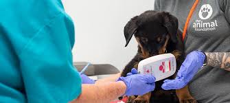 How to register your pet's microchip. Low Cost Pet Microchipping The Animal Foundation