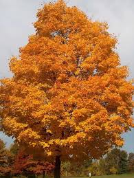 Their lush, bright new leaves emerge with a variety of hues we usually expect in fall and create a spectacle. M A P L E T R E E W I T H B L A C K T R U N K Zonealarm Results