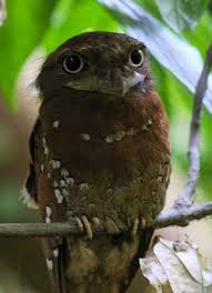 Bird On The Run Pittsburgh Sri Lanka Frogmouth Birds Of India Bird World Forest Habitat Sri Lanka Dawn And Dusk