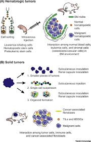 In a medical context, the word malignant is used to describe harmful masses or tumors that are cancerous and that grow and spread disease. Understanding Normal And Malignant Human Hematopoiesis Using Next Generation Humanized Mice Trends In Immunology