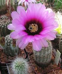 There's a wide variety of cacti to grow; Echinocereus Fitchii Sb 861 Webb County Texas Usa Cacti And Succulents Beautiful Flowers Cactus Flower