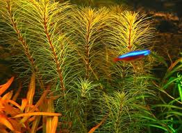 Rotala Sp Vietnam