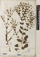 Image result for Canscora kirkii