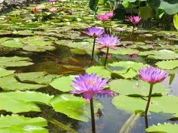 Tucked away on 26 acres of austin's zilker metropolitan park, zilker botanical garden is a lush sanctuary of koi ponds. Zilker Botanical Garden A Little Zen In Central Austin Texas