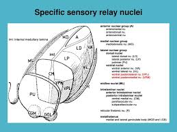 9 nuclei, functional components and distribution of cranial nerves there are 12 pairs of cranial nerves, out of these two pairs arise from the forebrain and 10 pairs from the brainstem. Microscopy Of The Diencephalon Ppt Download