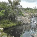 Image result for Brachystegia michelmorei